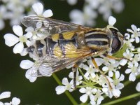 Helophilus trivittatus #07019 : Helophilus trivittatus, Citroenpendelvlieg